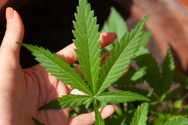 Vaporizace CBD a její účinky na naše zdraví